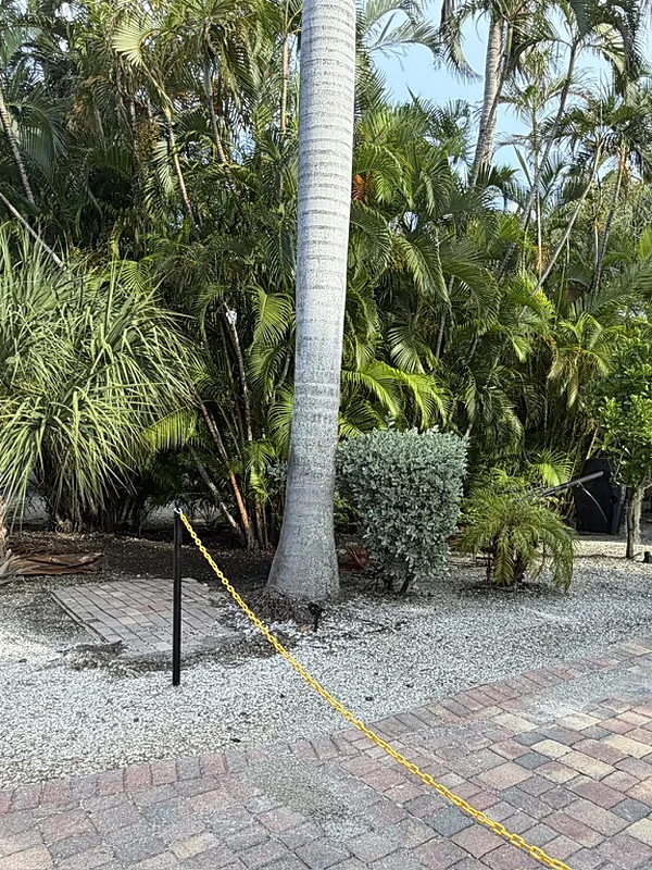 Captiva Island front yard with bare shell rock under the palms before artificial turf