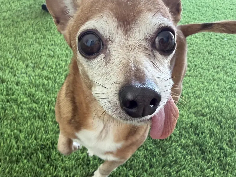 Small dog standing on Creative Grounds pet turf