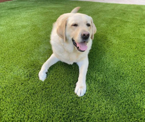 Pet Turf